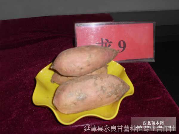 龍薯9號(hào)