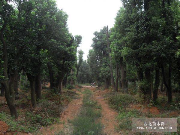 香樟樹，香泡樹，欒樹，桂花