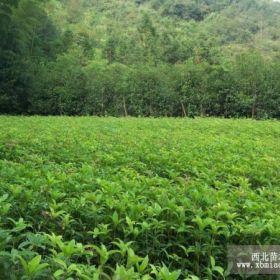 优势湖北桂花树苗