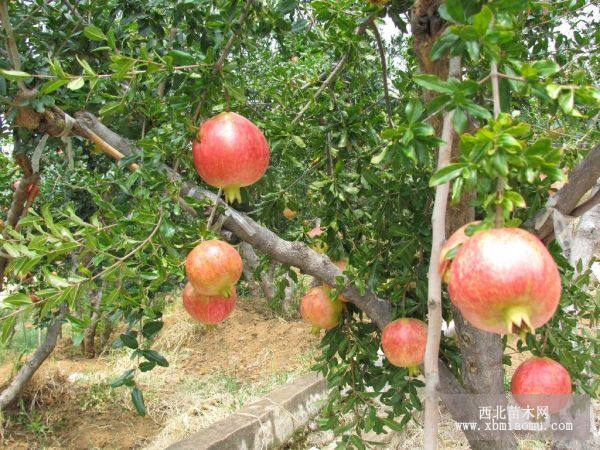 泰山紅石榴苗