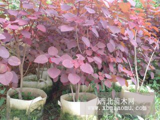 紅葉烏桕價(jià)格 福建紅葉烏桕供應(yīng)商 2013綠化苗木價(jià)格查詢