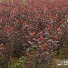 红叶樱花 红叶樱花小苗