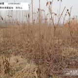 櫻桃苗價格—臨沂信得果樹苗圃基地