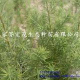 季节供应柏木苗（价格优惠）