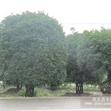 桂花 桂花球 金桂 低開丫桂花優(yōu)質(zhì)供應(yīng)商 供求類型