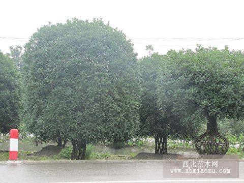  桂花 桂花球 低開丫桂花首選溫江興盛園藝