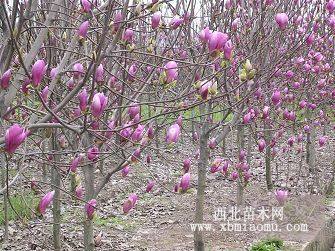 紫玉蘭 白玉蘭 廣玉蘭溫江興盛園藝江興盛園