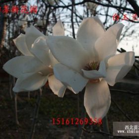 沭阳苏新花园白玉兰 望春花大量供应 欢迎前来选购！