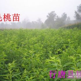 河北石家莊毛桃苗山樹(shù)苗毛桃樹(shù)苗15萬(wàn)