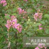 百日紅樹苗、紫薇樹苗價(jià)格