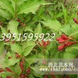 紅王子錦帶花紫薇紫荊黃金條黃馨小苗價(jià)格