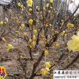 臘梅主產(chǎn)地區(qū) 常年供優(yōu)質臘梅苗 根塊大 樹形勻稱