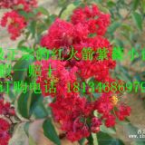 江蘇紅火箭紫薇/江西紅火箭紫薇/山東紅火箭紫薇