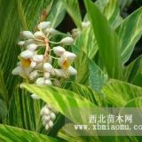 花葉良姜工程地被苗價(jià)格