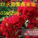 美國(guó)紅火箭紫薇是什么？