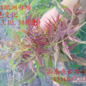 大量供應(yīng)東紅歐洲白蠟 魯蠟5號 臭椿