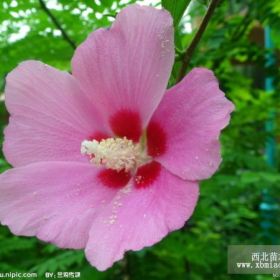 木槿花价格 便宜的木槿花 批发木槿花