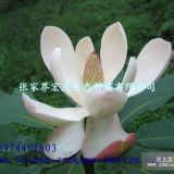 季節(jié)供應(yīng)紅花木蓮