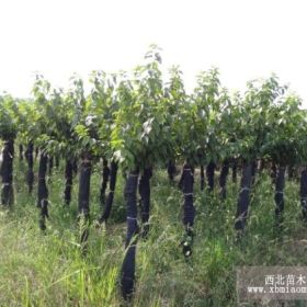 嫁接樱花 杨梅高桩 茶花 女贞