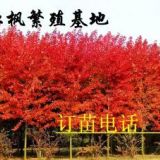 2013美國(guó)改良紅楓扦插小苗-秋火焰（包成活）美國(guó)紅楓