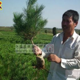 黑松小苗培植繁育基地 常年供優(yōu)質(zhì)黑松小苗