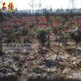 彩色绿化苗木基地 供3公分独干红叶石楠苗