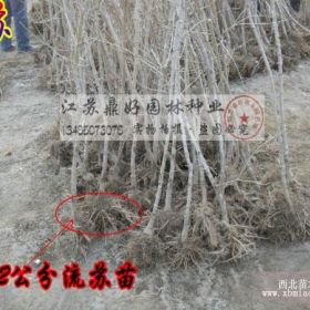 流苏种植繁育基地 农户自产自销流苏苗