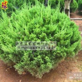 花木种植大户 直销2万棵优质龙柏球苗