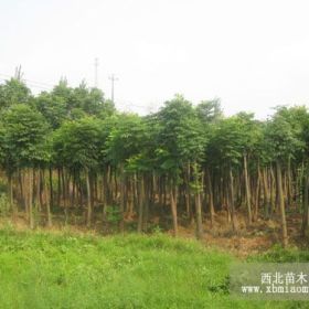 15公分黄山栾树多少钱一棵，15公分黄山栾树价格