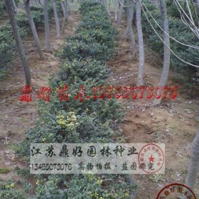 苗圃直销龟甲冬青球 农户价供8000棵龟甲冬青球