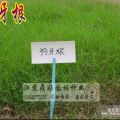 草坪種植示范基地 供優(yōu)質(zhì)狗牙根草坪草皮