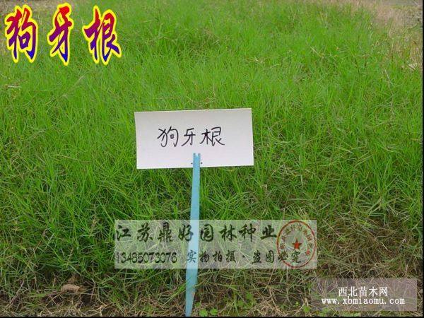 狗牙根草坪 高羊茅草坪