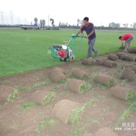 优质结缕草草坪种植基地 现有30亩结缕草草坪出售