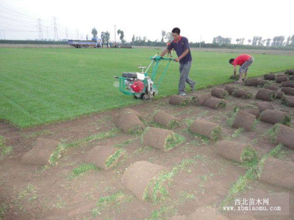 结缕草草坪 剪股颖草坪