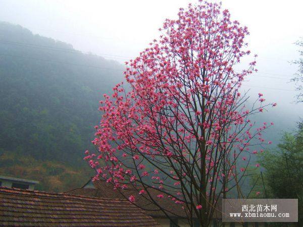 供應珍稀紅花玉蘭苗木