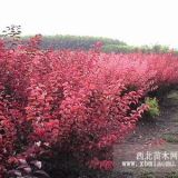 紅寶石海棠 紅寶石海棠小苗價(jià)格