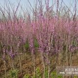 江蘇紫荊 沭陽(yáng)紫荊 叢生紫荊