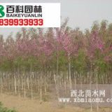 專業(yè)供應(yīng)各種規(guī)格香花槐、香花槐小苗、香花槐種根