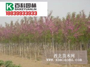 專業(yè)供應(yīng)各種規(guī)格香花槐、香花槐小苗、香花槐種根