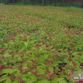 绣线菊，绣线菊价格，绣线菊基地批发价格