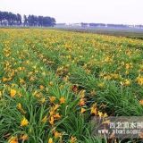 大花萱草，大花萱草價格，大花萱草基地批發(fā)價格