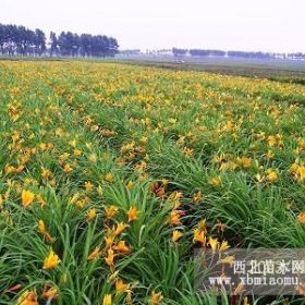 大花萱草，大花萱草價格，大花萱草基地批發(fā)價格