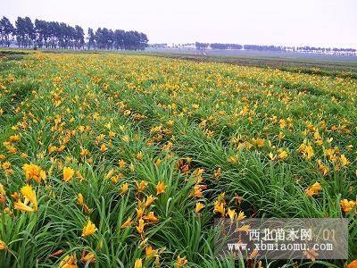 大花萱草，大花萱草批發(fā)價格