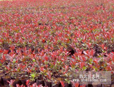 紅葉石楠、金森女貞