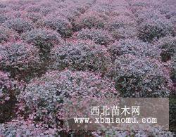 女貞球北海道紅花繼木球