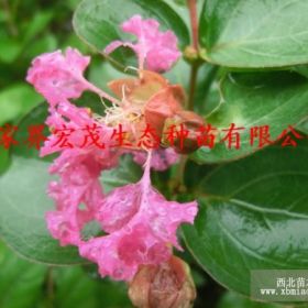 季节供应大量紫薇苗