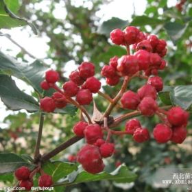 花椒苗、大紅袍花椒苗、泰安花椒苗。