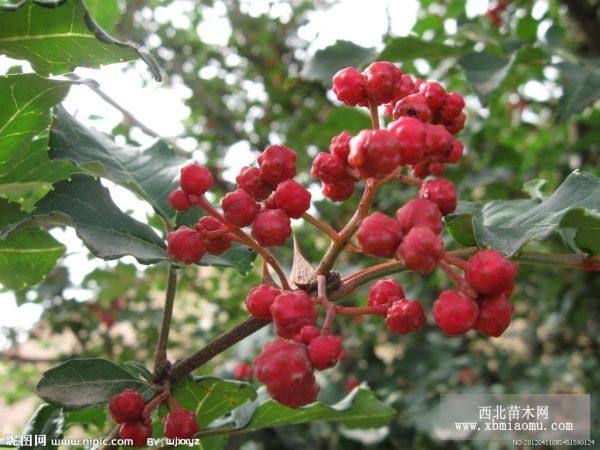 花椒苗、香椿苗、桃苗