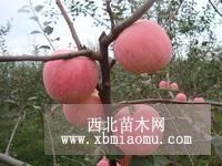 陜西紅富士蘋果價(jià)格/紅富士蘋果批發(fā)價(jià)格