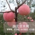 陜西紅富士蘋果價(jià)格/紅富士蘋果批發(fā)價(jià)格